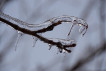 Frozen tree branches