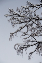 Frozen tree branches