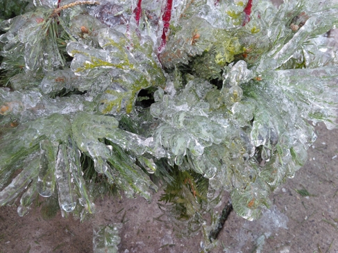Frozen evergreen tree